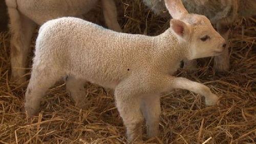 小羊最新爆料视频大全,揭秘娱乐圈幕后真相